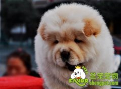 打预防针的目的及预防针的种类