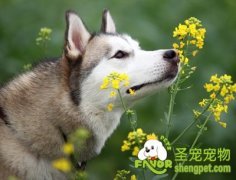 防止宠物狗发生痉挛的方法