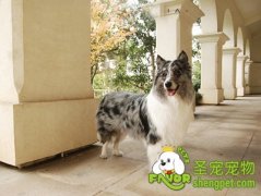 狗狗不小心吞下异物怎么办