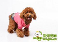 宠物美容工具介绍