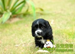 狗狗发烧的预防及治疗方法