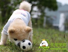 狗狗乱咬东西的原因