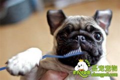 让狗狗喜欢刷牙的方法