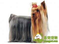 长毛犬中分梳理的方法