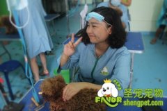 巴中宠物店：选择往往比努力更重要