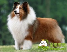 你适不适合养喜乐蒂？