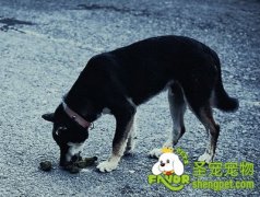 狗吃便便的原因及纠正方法
