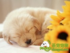 养宠家庭孕前注意事项