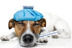 导致狗狗拉肚子原因有哪些