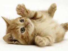 猫猫身体不适的10大表现