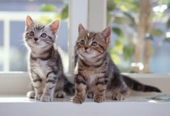 猫咪为什么总是呕吐