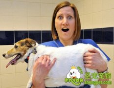 引起宠物肥胖的八大原因