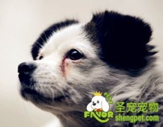 狗狗有泪痕的原因及去除方法