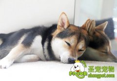 当狗狗被咬之后的处理方法