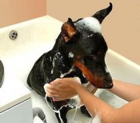 怎样正确的选择香波