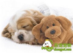 犬窝咳的症状及治疗方法