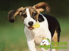 怎么训练狗狗不乱捡东西吃