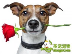 对狗狗有害的植物汇总