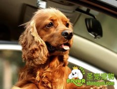 带狗狗出行的注意事项