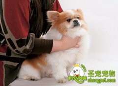 如何给宠物喂药