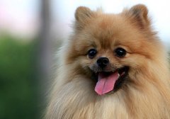 控制体重防止中老年狗狗得心脏病