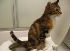 宠物不同便便表示什么