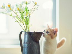 从宠物的尿液看健康问题