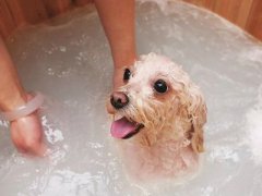 宠物SPA的方法及步骤