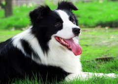 边境牧羊犬的体味重吗
