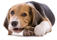 狗狗不适合喂食哪些骨头