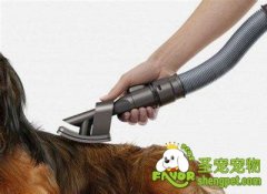 怎样帮狗狗吹干毛发