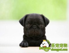 怎样判断狗狗是否发烧