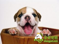 怎样训练狗狗不偷吃东西