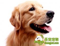 狗狗鼻子褪色的原因