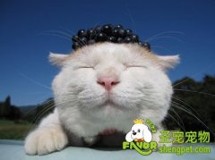 猫咪脂肪肝的原因及治疗方法