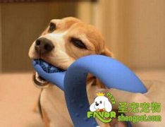 怎样改掉爱犬啃咬恶习