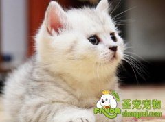 猫咪绝育的好处及注意事项