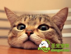 猫咪节育前需要准备什么