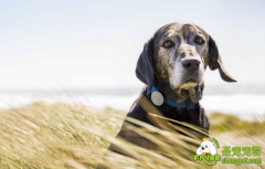 15款专为宠物准备的高科技电子设备