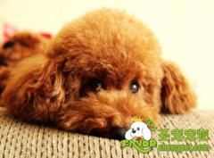 狗狗拉肚子的原因及治疗方法