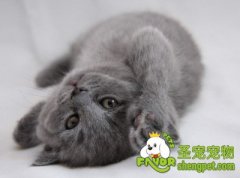 猫咪节育后的注意事项