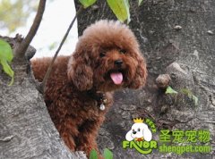 老人适合养什么狗狗