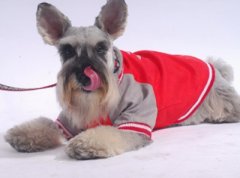 狗狗为什么喜欢舔自己鼻子呢？