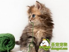 猫咪异食癖的症状