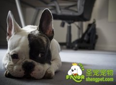 喂养法国斗牛犬的注意事项