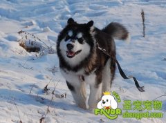 狗狗冬天怕冷吗？