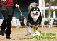 遛狗的好处及注意事项