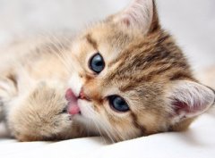 猫咪日常所需的营养成分