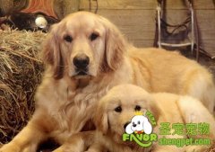 狗狗进行剖腹的需要注意什么