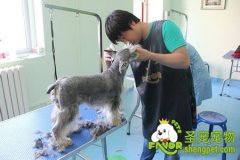 狗狗拔耳毛好不好?